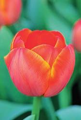 Darwin-Hybrid-Tulpen sind wegen ihrer Robustheit im Garten besonders langlebig.