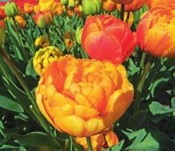 45 cm IV-V NEU 246 Sun Lover Schöne, goldgelbe Blüten, die allmählich orange, dann orangerot werden. Gut in Kombination mit späten, einfachen Tulpen.