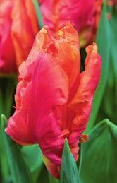 Die Blütenblätter der Tulpen aus dieser Gruppe sind am Rand gewellt, gekräuselt und unregelmässig federartig gefranst. Sie zeigen ein auffallendes Farbenspiel.