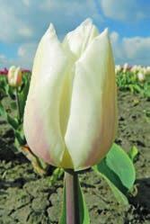 40 cm IV-V NEU 368 White Marvel Etwa 40 cm hohe, weisse Tulpe, die zunächst
