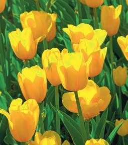 381 Muscadet 60 cm V NEU 381 Muscadet Für gelbe Farbtupfer im Mai: klassische Tulpe, etwa 60 cm hoch, schön als Beetumrandung oder