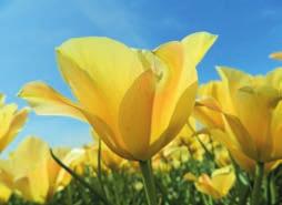 Daraus leitet sich der botanische Name Tulipa ab. Die Tulpe tauchte im Wappen der Osmanen auf und ist noch heute die Nationalblume sowie Sinnbild für Leben und Fruchtbarkeit der Türkei.