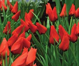 117 Tulipa clusiana Tinka Die Besonderheit dieser duftenden Tulpe liegt in der Verschiedenfarbigkeit der Kronblätter.