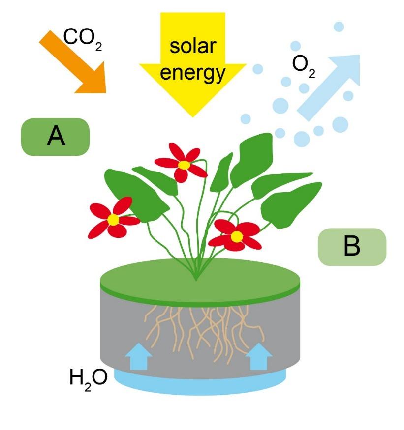 Pflanzen & Wasser-Verdunstung Pflanzen sind biologische Kraftwerke Pflanzen absorbieren: Sonnen-Energie, CO 2, Nährstoffe & Wasser Pflanzen setzen frei: Sauerstoff, Biomasse &