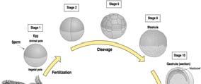 Entwicklungsabschnitte Embryonalphase: entscheidende Entwicklungsprozesse: (Embryogenese) Furchung, Gastrulation, Organogenese