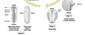 Seneszenzphase: Alterungsprozesse, Tod Befruchtung Rotation des cortikalen Cytoplamas zur Eintrittsstelle des Spermiums Grauer Halbmond in