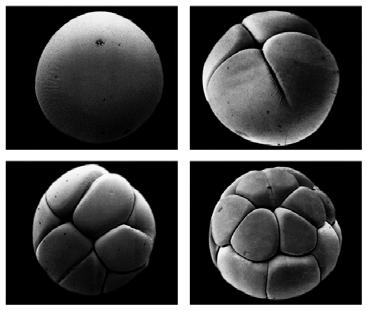 einzelne Zellen der ersten mehrzelligen Entwicklungsstadien Morula kompakter Zellhaufen aus Blastomeren (Maulbeerkeim) Blastula