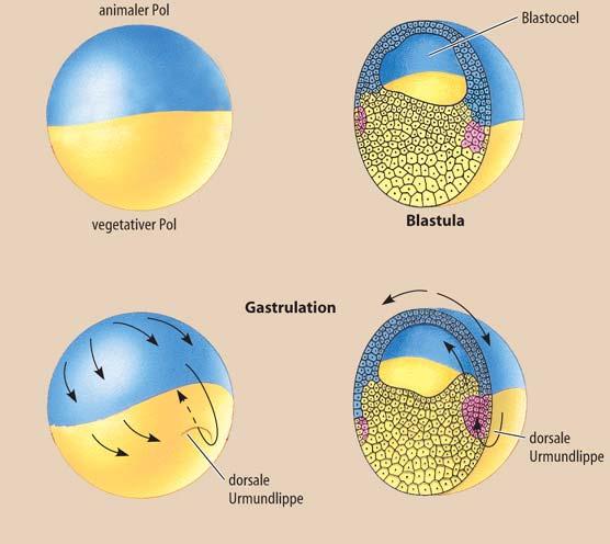Mesenchymzellen beim Seeigel) Delamination Entodermbildung durch plattenartige Einwanderung: Abblätterung von Zellschichten
