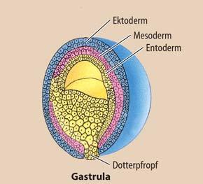 gebildet werden aus ihnen gehen die verschiedenen Organsysteme und Gewebe hervor äußeres Epithel: Ektoderm (1.