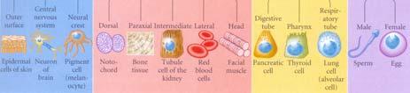 Bindegewebe: lockeres und formgebendes Zelldifferenzierung Entwicklung spezialisierter Zellen.