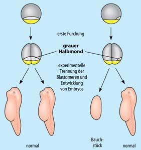 Ungleiche Verteilung cytoplasmatischer Determinanten P-Granula beim Fadenwurm Caenorhabditis elegans P-Granula