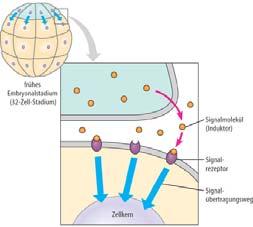 Signale benachbarter Zellen (Induktion) entscheidend für korrekte