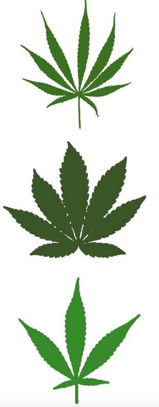Cannabis Sativa : Gewöhnlicher Hanf Cannabis Indica: =