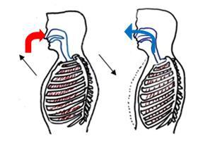 Das Volumen im Brustraum wird verkleinert; Luft strömt aus der Lunge. 6.