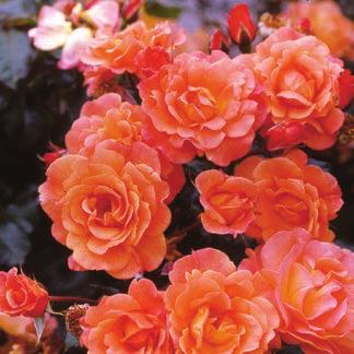 zeigt mehrere Exemplare Foto: Kordes Rosen Bodendeckerrose 'Gärtnerfreude ' Blüte: