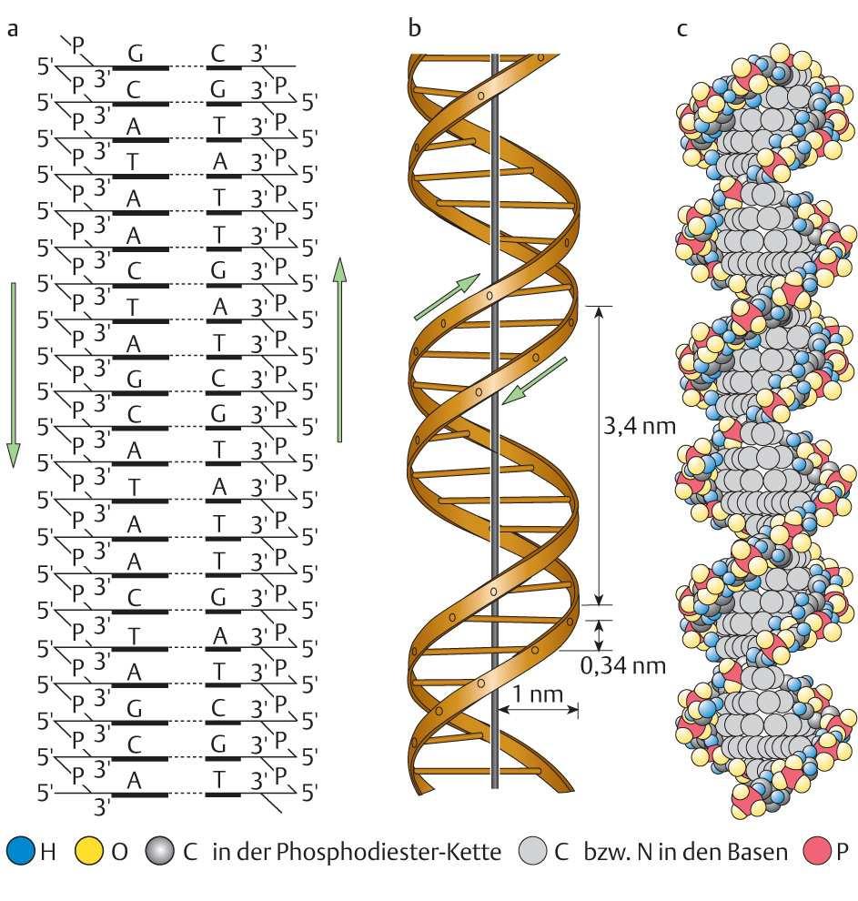 DNA Building Blocks
