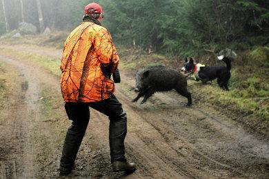 FOTO: KRISTOFER HANSSON Hier muss alles schnell gehen: Schussfeld und Kugelfang erfassen, Hund und Frischling im Auge behalten.
