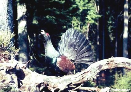 Auerhuhn (Tetrao urogallus) Das Auerhuhn ist der größte mitteleuropäische Hühnervögel und der Auerhahn durch sein auffällig gefärbtes, blaugrün schillerndes Gefieder und den roten nackten Hautstellen