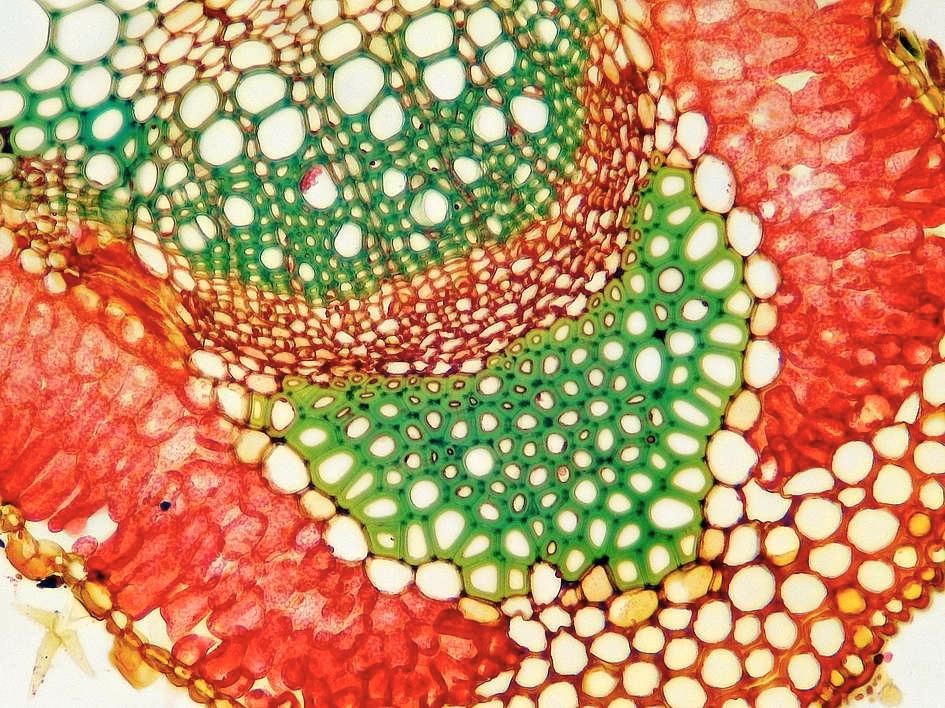 Die Färbungen: AcriBER Dreifachfärbung BKB, Acriflavin und Erythrosin Genauer Arbeitsplan im Anhang Lignifizierte Gewebe in kräftigen Grüntönen mit Spuren von Gelb Nicht lignifizierte Gewebe satt rot