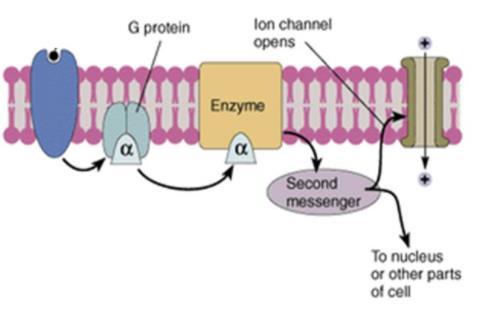 Metabotrope Glutamatrezeptoren (mglur) G-Protein-gekoppelt Glutamat-Bindung an N-terminale Domäne Langsamere Signalübertragung (Second-Messenger-Systeme) 8 bekannte Rezeptorgene