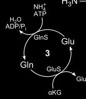Glutamin-Synthetase Gln = Glutamin