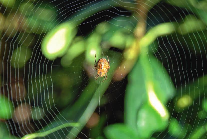 mit denen die Spinne Vibrationen wahrnimmt. Landet Beute im Netz, merkt sie die Veränderungen über die Fäden des Netzes und macht sich auf den Weg zum Festmahl.
