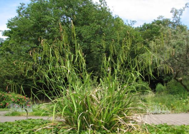 Die Riedgräser sind kosmopolitisch verbreitet und haben ihren Verbreitungsschwerpunkt an feuchten bis nassen Standorten der gemäßigten und