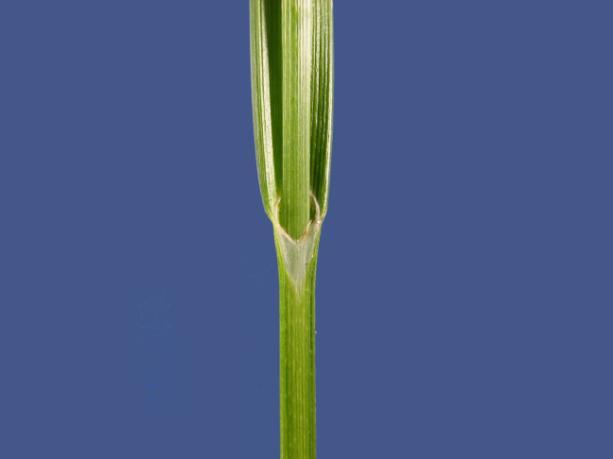 2 Bei den Cyperaceae handelt es sich meist um Pflanzen mit einem ausgeprägten Rhizom, aus dem die oberirdischen Stängel hervorgehen.