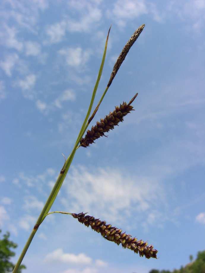pendula (Hänge-Segge, Abb. 20), C. sylvatica (Wald-Segge, Abb. 12). Abb. 7: Armblütige Segge (Carex pauciflora), einährige Segge (T.