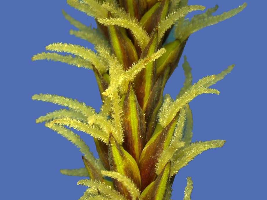 11: Zweizeilige Segge (Carex disticha), Blütenstand mit zentralen männlichen Blüten, basale und terminale Blüten sind weiblich Abb.