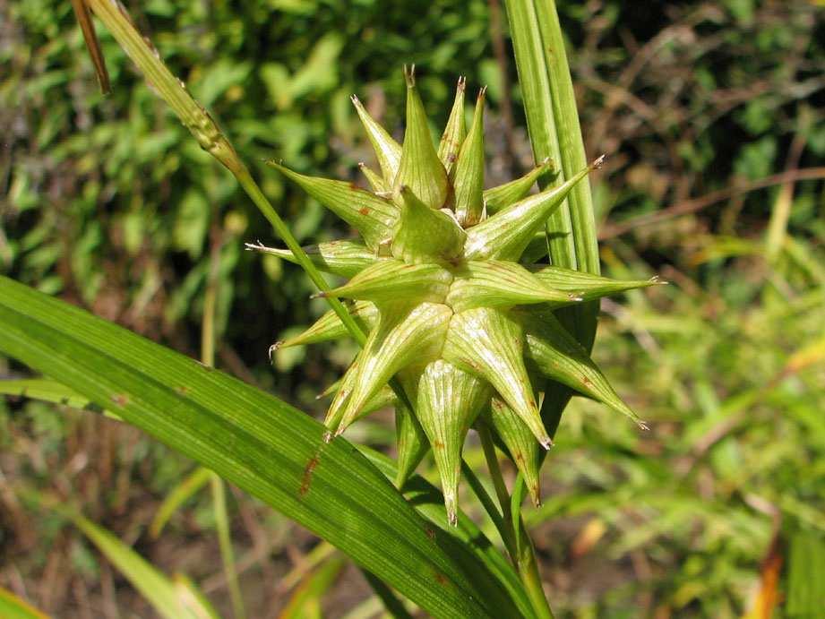 Unter den heimischen Seggen ist die Hänge-Segge (Carex pendula, Abb. 19 & 20) mit Höhen bis 160 cm ein wahrer Riese.