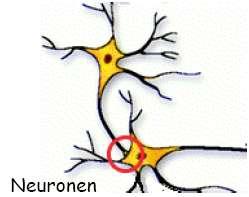 Theorie - Neuronale