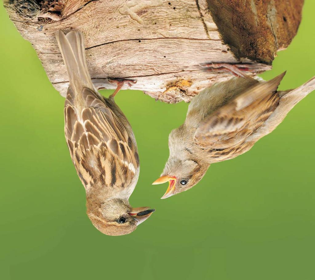 Der Sperling ist ein Standvogel, dessen Jungvögel sich im Umkreis von 10 km zur Geburtsstätte aufhalten. Sperlinge ernähren sich von Getreide, Gräsern und Beeren, Knospen und Abfällen.