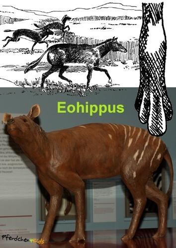 Eohippus Erster Vorfahr unserer Pferde Gewölbter Rücken, kurzer Hals und einen langen Schwanz