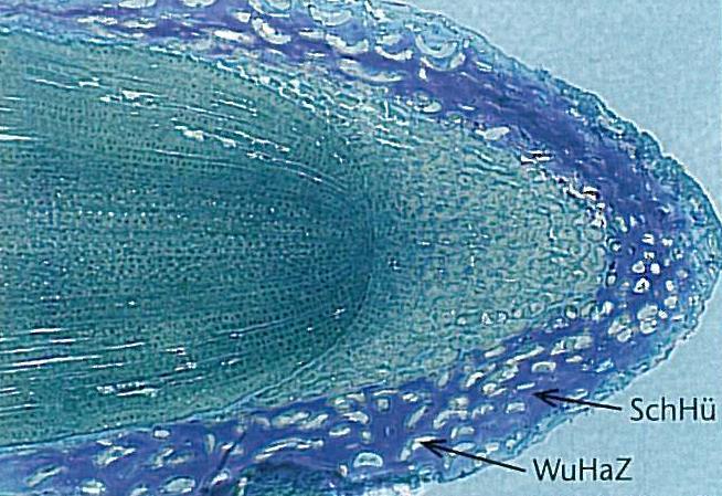 Wurzelexsudate Aufwand ~ 30% Assimilate Menge BBM [kg/ha]: