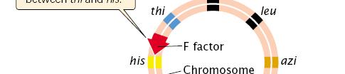 verschiedene Hfr