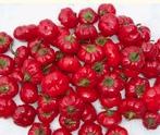 Mini Paprika Paradiso mittelhoher Wuchs Mini Paprika, rote, runde Früchte fruchtig, aromatisch, süß