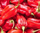 Chili Habanero Tropical Red halbhoher, kompakter Wuchs dünnwandig, rundlich bis länglich, faltig, bis zu 6cm Länge, 3cm breit, intensiv rot gefärbt sehr
