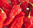 Chili Habanero rot bis zu 1m Höhe dünnwandig, rundlich bis länglich, faltig, bis ca. 5cm Länge, Früchte reifen von hellgrün über orange bis zu einem intensiven rot ab.