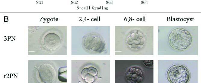 representative image of embryos in 3PN, r2pn and r1pn groups.