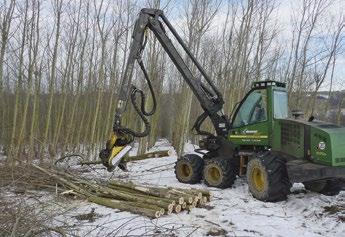 Die Vollbäume werden in 10 15 cm Höhe auf Stock gesetzt, zu Bündeln konzentriert und entweder auf ein an der Maschine befindliches Transportsystem verladen oder im Schwad getrocknet.