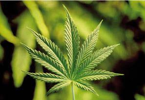 Psychotrope Substanzen II schen Öle, die den Cannabiszubereitungen ihren charakteristischen Geruch geben. Auch die Blätter der Pflanzen können psychotrope Substanzen enthalten.