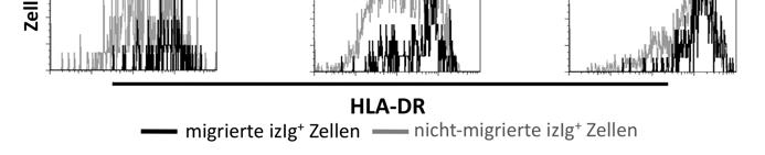 Der Vergleich mit dem Phänotyp von Knochenmarksplasmazellen (CD62L - / 7 -Integrin +/- /Ki-67 - /HLA-DR schwach ) (B) zeigt vor allem Übereinstimmung mit den im Blut nachgewiesenen HLA-DR schwach
