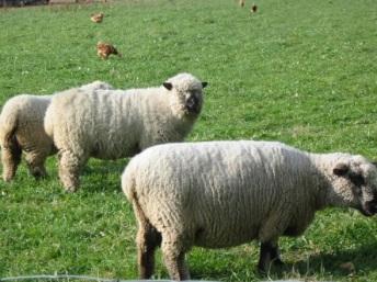 Cross Compliance Kennzeichnung und Registrierung von Schafen und Ziegen Regelungen zur Betriebsregistrierung (Anzeigepflicht der Schaf-/Ziegenhaltung), Meldungen an die HI-Tier-Datenbank,
