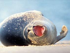Seehunde wie Sand am Meer Foto: Oelers Seehunde sind die Symboltiere des Umweltschutzes. Mit ihrem runden, großen Augen sprechen sie das menschliche Empfinden an. Das war nicht immer so.