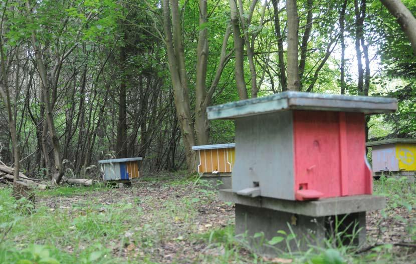 Sextourismus auf Amrum die flotten Bienen kommen aus Segeberg Inselbelegstelle versteckt im Wald Königin (Nr.