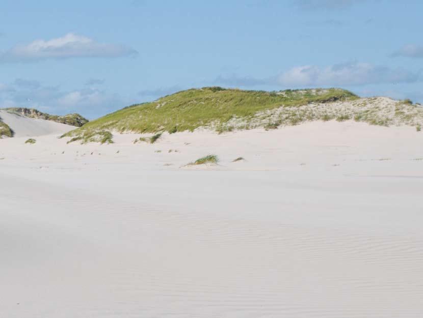 Natur-Dynamik an Amrums Südküste Vielzahl weiterer Dünen, die inzwischen einige Meter hoch sind und sich auf eine Länge von fast einem Kilometer ausbreiten.