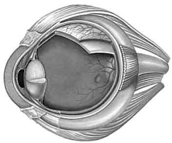 Das Auge 1. Benenne die unterschiedlichen Teile des Auges. 2. Welcher Teil des Auges ist gemeint? Sie bestimmt die Augenfarbe. Sie halten die Linse fest. Er gibt dem Auge die Form.