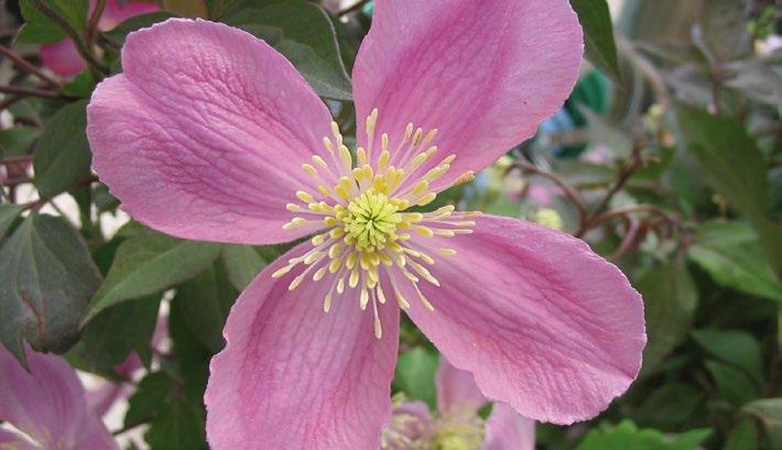 5 m armandii montana Apple Blossom IV-V weiss mit rosa