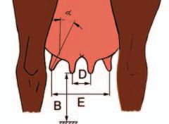Tabelle 1: Euterformen nach DLG-Standardtestprogramm Euterbemaßung (alle Maße in mm, außer α in ) BENENNUNG Kurzzeichen